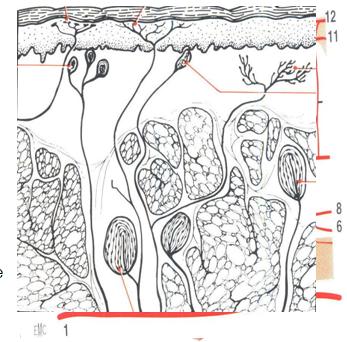LES TUMEURS CUTANEES
