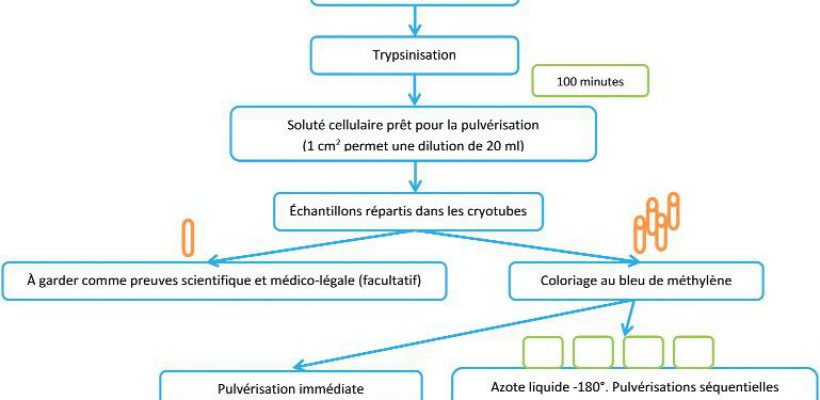 GREFFES SÉQUENTIELLES DE CELLULES CUTANÉES PREMIERS RÉSULTATS D’UN NOUVEAU PROCÉDÉ ET REVUE DE LALITTÉRATURE